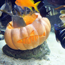 Halloweenfische-G__ntherHulla.jpg