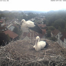 Livecam Storchennest Bad Waldsee (GER)
