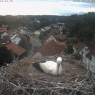 Livecam Storchennest Bad Waldsee (GER)