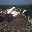 Livecam Storchennest Bad Waldsee (GER)