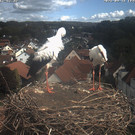 Livecam Storchennest Bad Waldsee (GER)