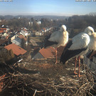 Livecam Storchennest Bad Waldsee (GER)