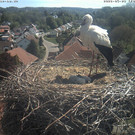 Livecam Storchennest Bad Waldsee (GER)