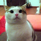 Peterle