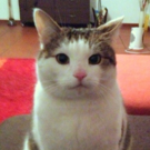 Peterle-Bild-1.png