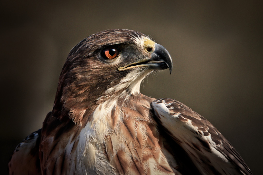 Sabine Schmidt_Alles im Blick.jpg