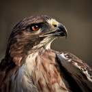 Sabine Schmidt_Alles im Blick.jpg
