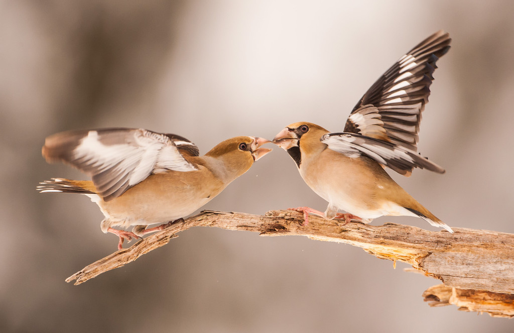 Walter Corn_Kernbeisser.jpg