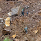 Erdrutsch-Katastrophe in Sri Lanka