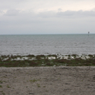 Bilder vom Rohrspitz in Fussach