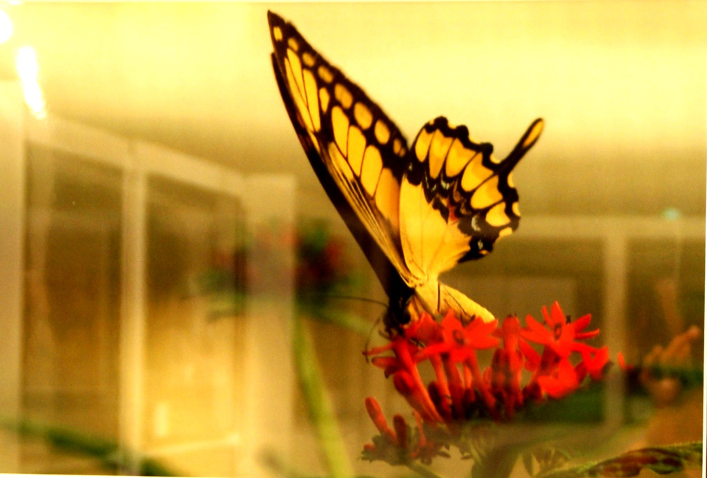 Schmetterlinge von Franz Felder vom Cameraclub Spark_ Bregenz.JPG