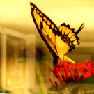 Schmetterlinge von Franz Felder vom Cameraclub Spark_ Bregenz.JPG