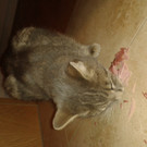 Katze