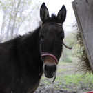 Ein Besuch im Wiener Tierschutzhaus