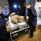 Eismumien-Schau im NHM Wien: Mammut-Baby