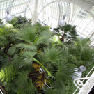 Das neue Palmenhaus