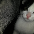 Bandit Vermisst