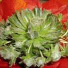 DSC00640.JPG
