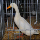 DSC_0612.JPG