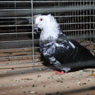 DSC_0613.JPG