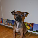 Shanti