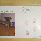 shanti3.JPG