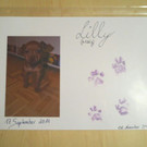 Lilly