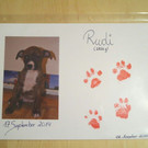 Rudi