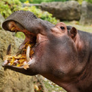 Tiere im Schönbrunner Zoo genießen den Herbst