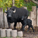 Hausbüffel im Wiener Tiergarten Schönbrunn geboren