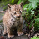 KOE_Wildpark-Patenfeier 8_jpg-1273178891