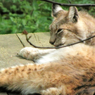 KOE_Wildpark-Patenfeier 10_jpg-1273178939