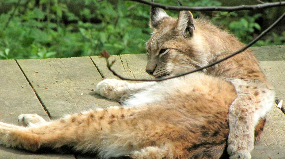 KOE_Wildpark-Patenfeier 10_jpg-1273178939