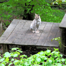 KOE_Wildpark-Patenfeier 11_jpg-1273178954