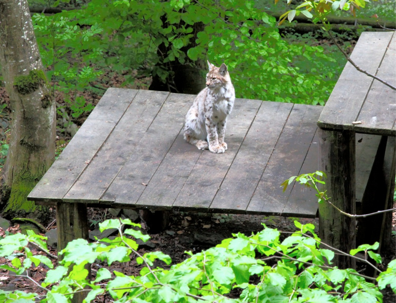 KOE_Wildpark-Patenfeier 11_jpg-1273178954
