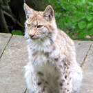KOE_Wildpark-Patenfeier 12_jpg-1273178963