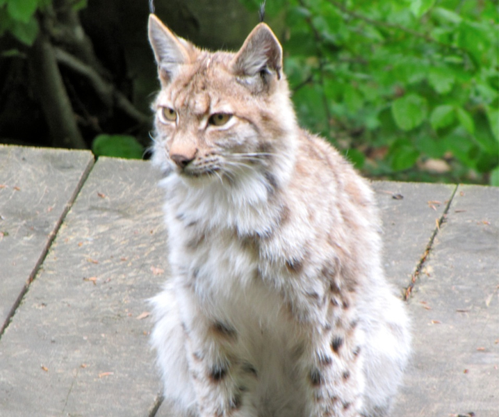 KOE_Wildpark-Patenfeier 12_jpg-1273178963