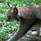 KOE_Wildpark-Patenfeier 13_jpg-1273178974