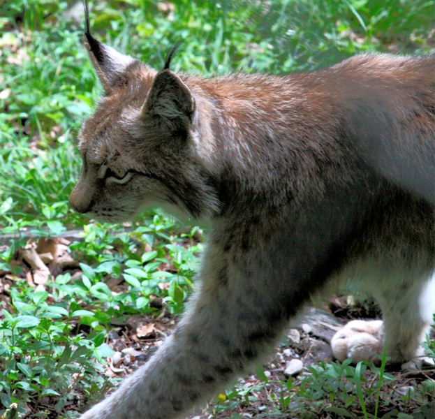 KOE_Wildpark-Patenfeier 13_jpg-1273178974