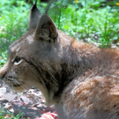 KOE_Wildpark-Patenfeier 14_jpg-1273178991