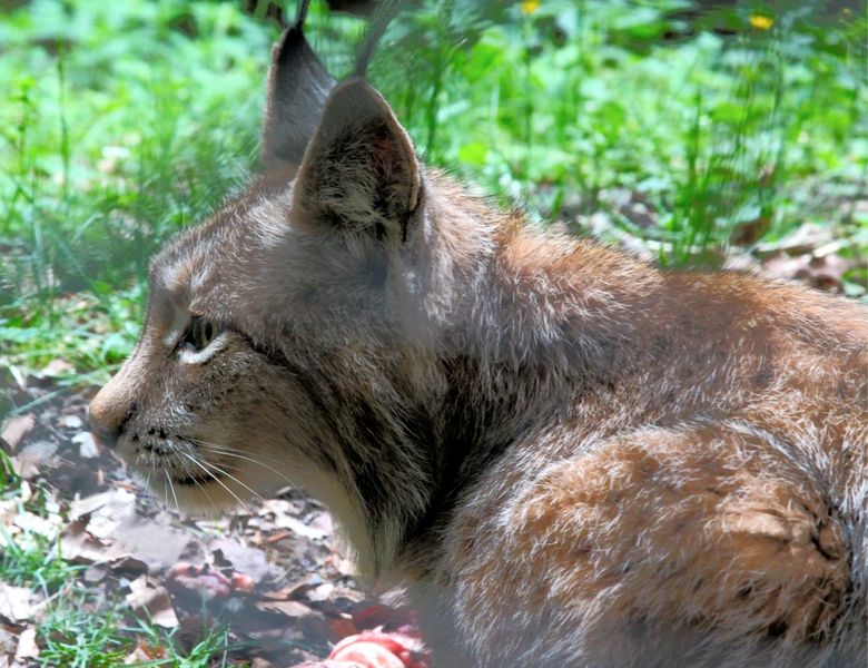 KOE_Wildpark-Patenfeier 14_jpg-1273178991
