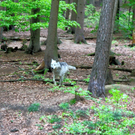 KOE_Wildpark-Patenfeier 22_jpg-1273179137