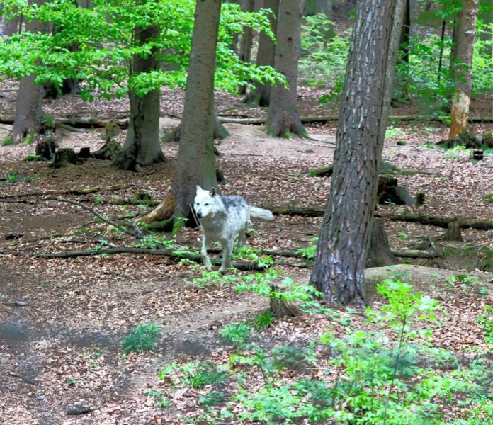 KOE_Wildpark-Patenfeier 22_jpg-1273179137