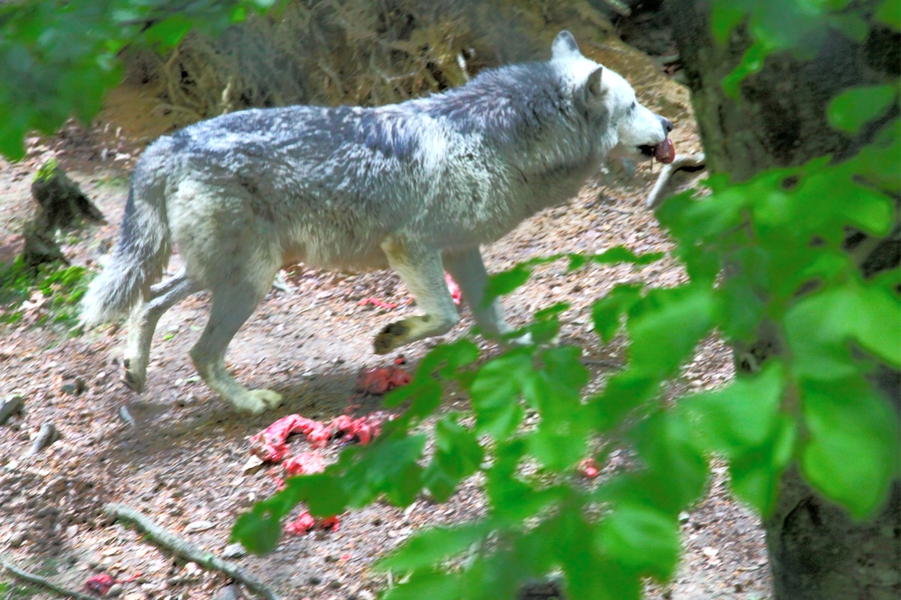 KOE_Wildpark-Patenfeier 26_jpg-1273179282