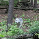KOE_Wildpark-Patenfeier 27_jpg-1273179306