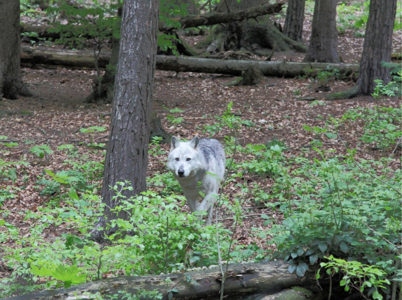 KOE_Wildpark-Patenfeier 27_jpg-1273179306