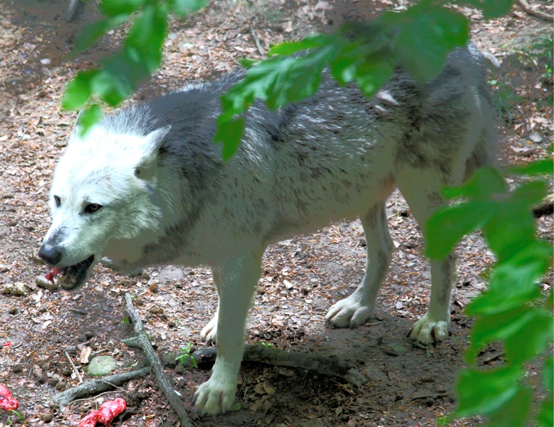 KOE_Wildpark-Patenfeier 30_jpg-1273179338