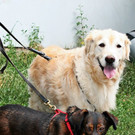 Fabio & Tuja: Liebes Hunde-Paar hätte gern guten Platz