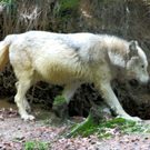 KOE_Wildpark-Patenfeier 31_jpg-1273179346