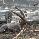 KOE_Wildpark-Patenfeier 33_jpg-1273179370